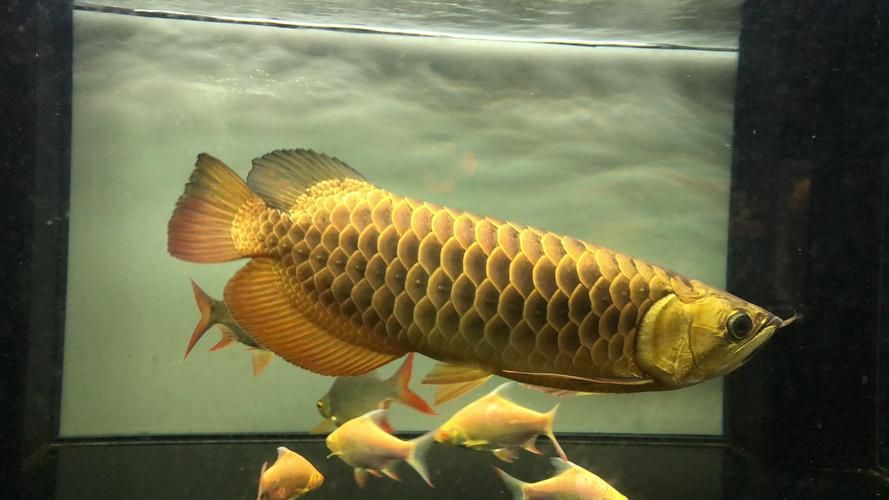 龍魚十大漁場中哪個最有名?,馬來西亞祥龍魚場珍稀品種圖鑒,祥龍魚場珍稀品種圖鑒 龍魚百科 第5張 龍魚十大漁場中哪個最有名?,馬來西亞祥龍魚場珍稀品種圖鑒,祥龍魚場珍稀品種圖鑒 龍魚十大漁場中哪個最有名?,馬來西亞祥龍魚場珍稀品種圖鑒,祥龍魚場珍稀品種圖鑒 龍魚百科 第5張