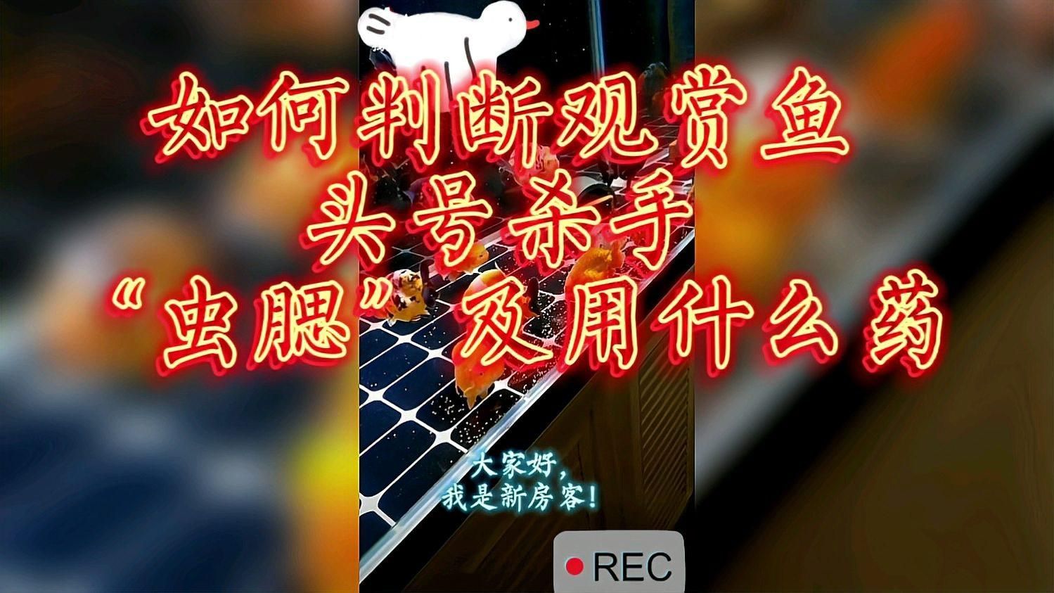菌腮和蟲(chóng)鰓哪個(gè)更嚴(yán)重，養(yǎng)魚(yú)筆記第3季103集養(yǎng)魚(yú)志:菌腮和蟲(chóng)鰓的區(qū)別 菌腮和蟲(chóng)鰓哪個(gè)更嚴(yán)重，養(yǎng)魚(yú)筆記第3季103集養(yǎng)魚(yú)志:菌腮和蟲(chóng)鰓的區(qū)別 龍魚(yú)百科 第2張