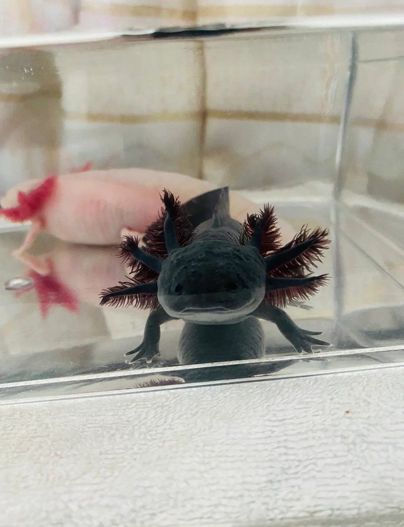 六角恐龍需要多大的魚(yú)缸，六角恐龍需要多大的魚(yú)缸飼養(yǎng) 六角恐龍需要多大的魚(yú)缸，六角恐龍需要多大的魚(yú)缸飼養(yǎng) 龍魚(yú)百科 第1張