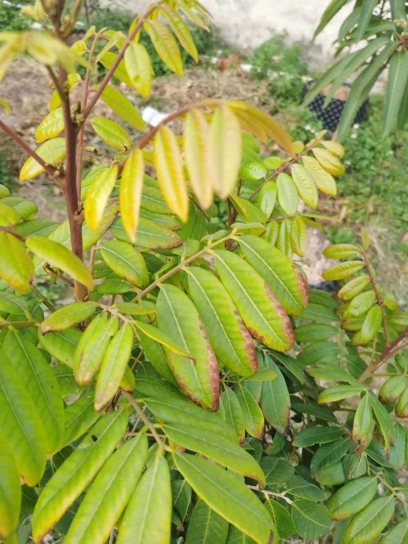 龍眼爛尾病能治好嗎，龍眼爛尾病能治好嗎， 龍眼爛尾病能治好嗎，龍眼爛尾病能治好嗎， 龍魚百科 第5張