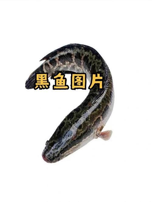 如何判斷黑鱗魚是否新鮮，判斷黑鱗魚是否新鮮的黑鱗魚是否新鮮，如何判斷是否新鮮