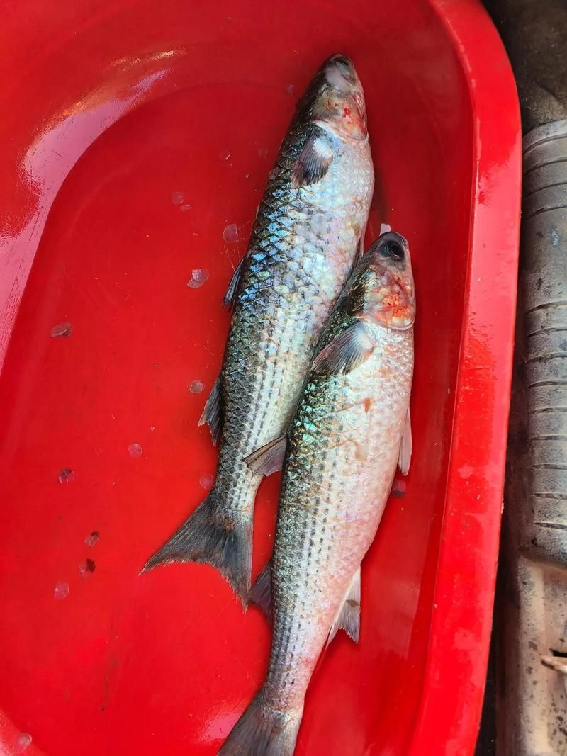 如何判斷黑鱗魚是否新鮮，判斷黑鱗魚是否新鮮的黑鱗魚是否新鮮，如何判斷是否新鮮