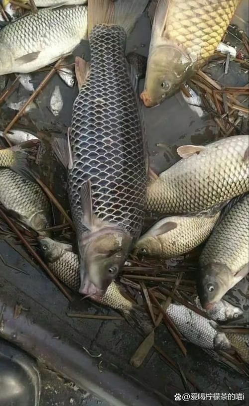 如何判斷黑鱗魚是否新鮮，判斷黑鱗魚是否新鮮的黑鱗魚是否新鮮，如何判斷是否新鮮