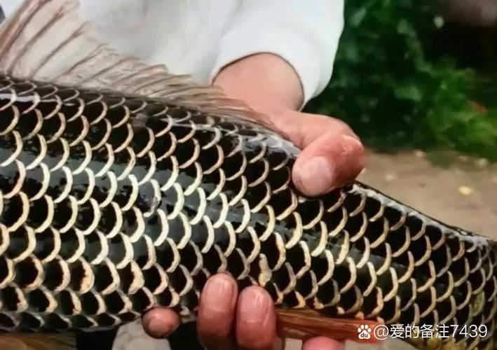 如何判斷黑鱗魚是否新鮮，判斷黑鱗魚是否新鮮的黑鱗魚是否新鮮，如何判斷是否新鮮