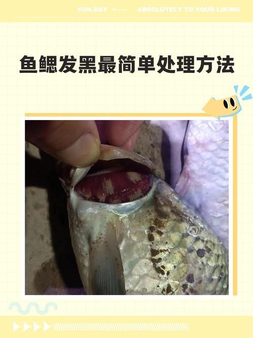如何判斷黑鱗魚是否新鮮，判斷黑鱗魚是否新鮮的黑鱗魚是否新鮮，如何判斷是否新鮮