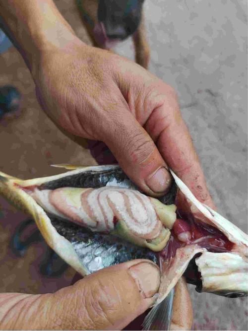 如何判斷黑鱗魚是否新鮮，判斷黑鱗魚是否新鮮的黑鱗魚是否新鮮，如何判斷是否新鮮
