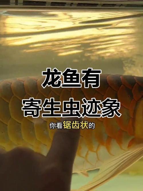 給我更多金龍魚寄生蟲的圖片，關于金龍魚寄生蟲的問題