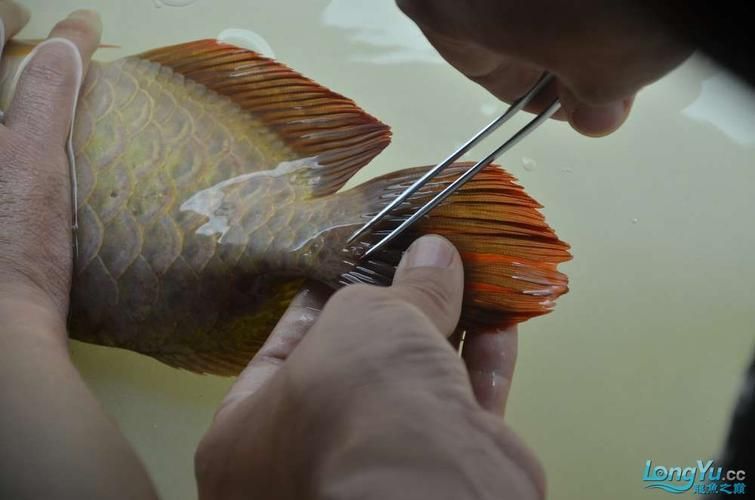 給我更多金龍魚寄生蟲的圖片，關于金龍魚寄生蟲的問題