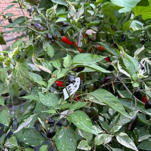 如何判斷龍魚品種的稀有度？，arxiv論文助手arxiv論文助手判斷龍魚品種的稀有度