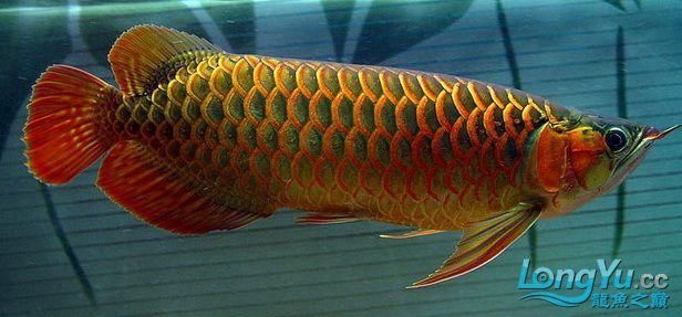 如何判斷龍魚品種的稀有度？，arxiv論文助手arxiv論文助手判斷龍魚品種的稀有度