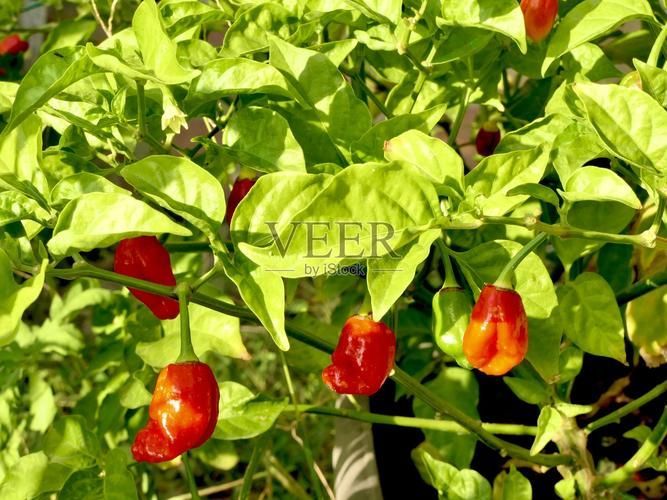 如何判斷龍魚品種的稀有度？，arxiv論文助手arxiv論文助手判斷龍魚品種的稀有度