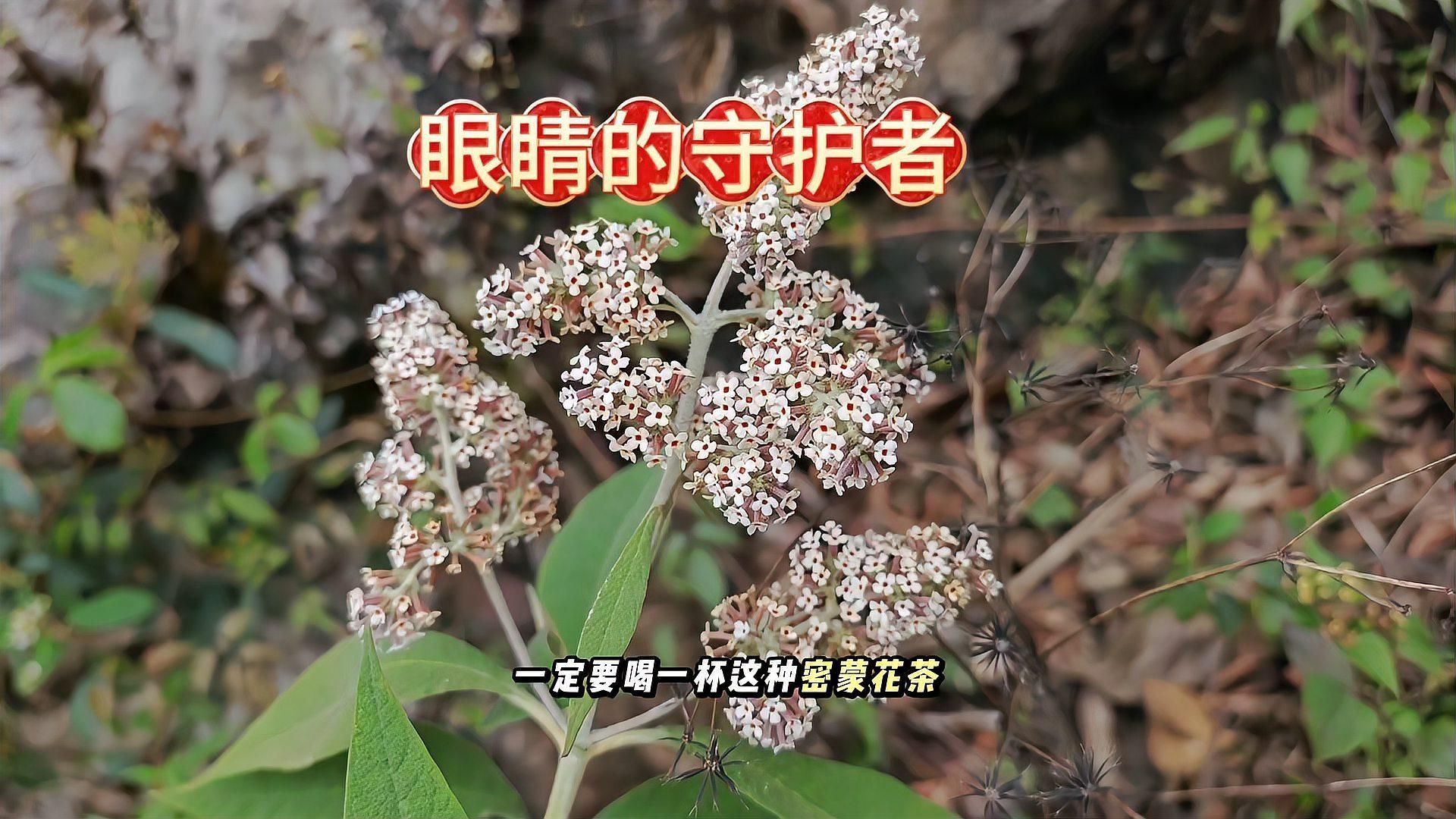 哪些中藥對蒙眼病最有效，哪些中藥對蒙眼病最有效，蒙眼病在中醫(yī)中常歸屬于“青盲”等范疇