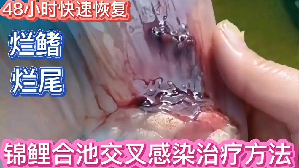 魚爛尾多久能恢復(fù)正常，錦鯉爛鰭爛尾怎么辦