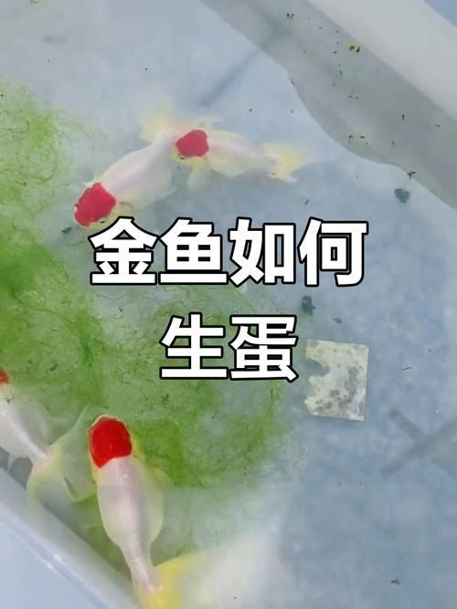 古典過背金龍七鰭的繁殖難度，古典過背金龍七鰭的繁殖