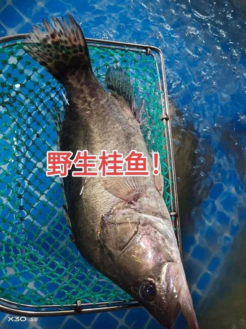 給我一些桂魚的圖片，中國四大淡水名魚之一——桂魚