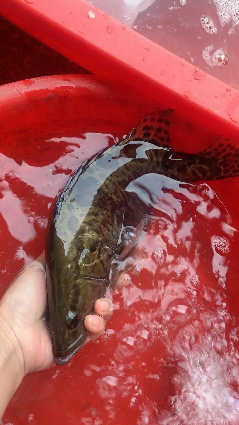 給我一些桂魚的圖片，中國四大淡水名魚之一——桂魚