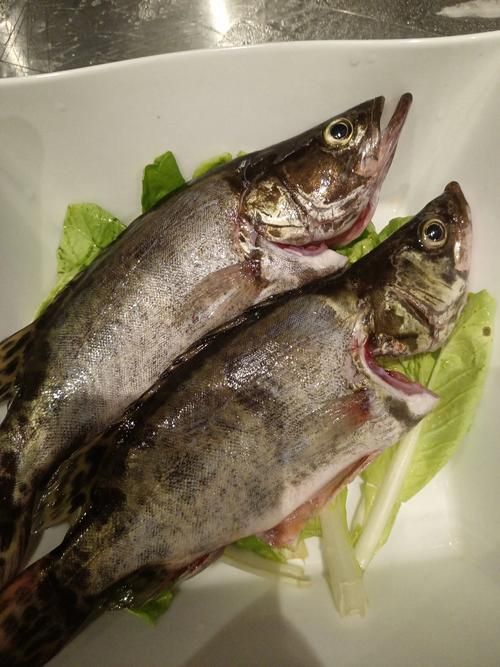 給我一些桂魚的圖片，中國四大淡水名魚之一——桂魚