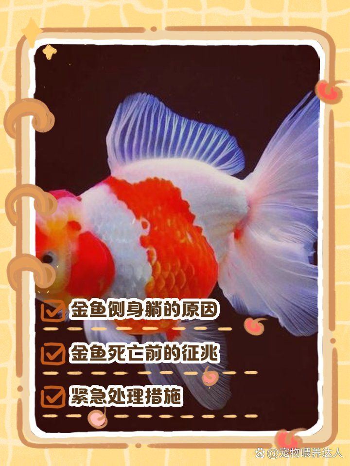 如何判斷金魚是否即將死亡，如何判斷金魚是否即將死亡所需的科學(xué)依據(jù)與科學(xué)依據(jù)與視覺素材