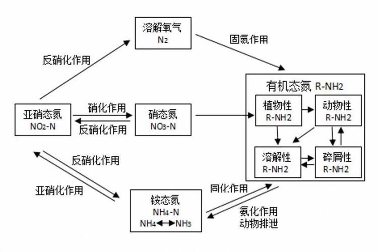 如何判斷硝化菌是否死亡,如何判斷硝化菌是否死亡的科學依據與實操判斷指南 龍魚百科 第4張 如何判斷硝化菌是否死亡,如何判斷硝化菌是否死亡的科學依據與實操判斷指南 如何判斷硝化菌是否死亡,如何判斷硝化菌是否死亡的科學依據與實操判斷指南 龍魚百科 第4張