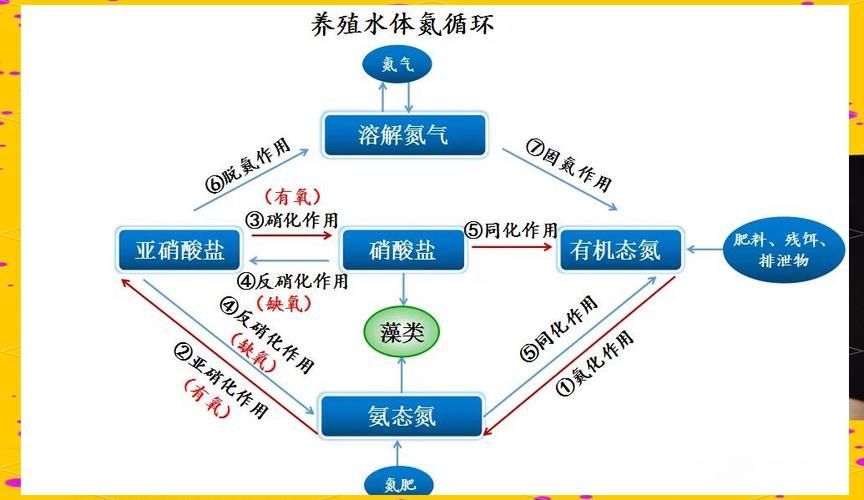 如何判斷硝化菌是否死亡，如何判斷硝化菌是否死亡的科學依據與實操判斷指南