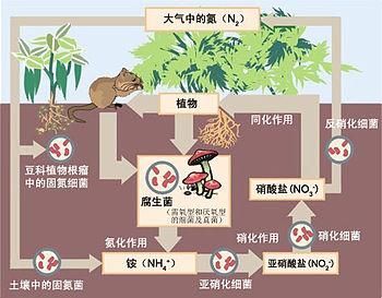 如何判斷硝化菌是否死亡,如何判斷硝化菌是否死亡的科學依據與實操判斷指南 龍魚百科 第6張 如何判斷硝化菌是否死亡,如何判斷硝化菌是否死亡的科學依據與實操判斷指南 如何判斷硝化菌是否死亡,如何判斷硝化菌是否死亡的科學依據與實操判斷指南 龍魚百科 第6張