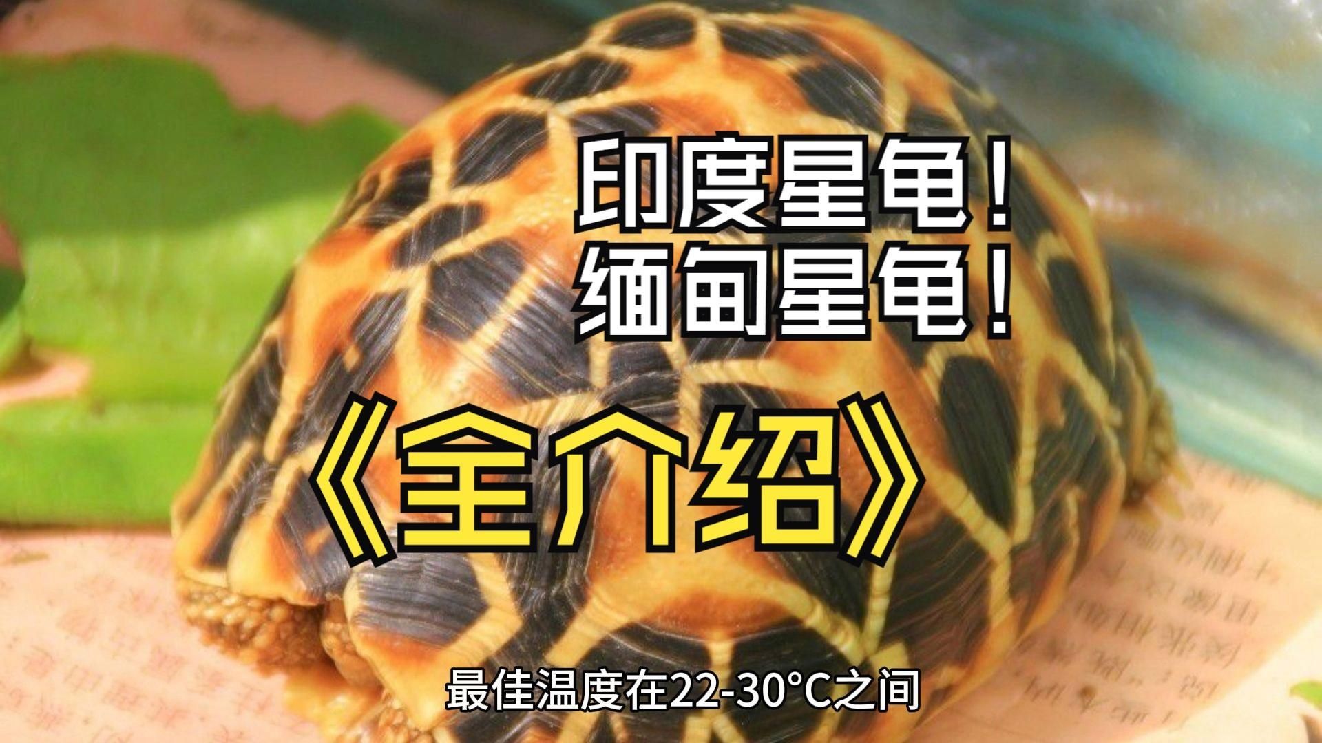 龍龜有哪些種類，印度星龜（geocheloneelegans）和緬甸星龜