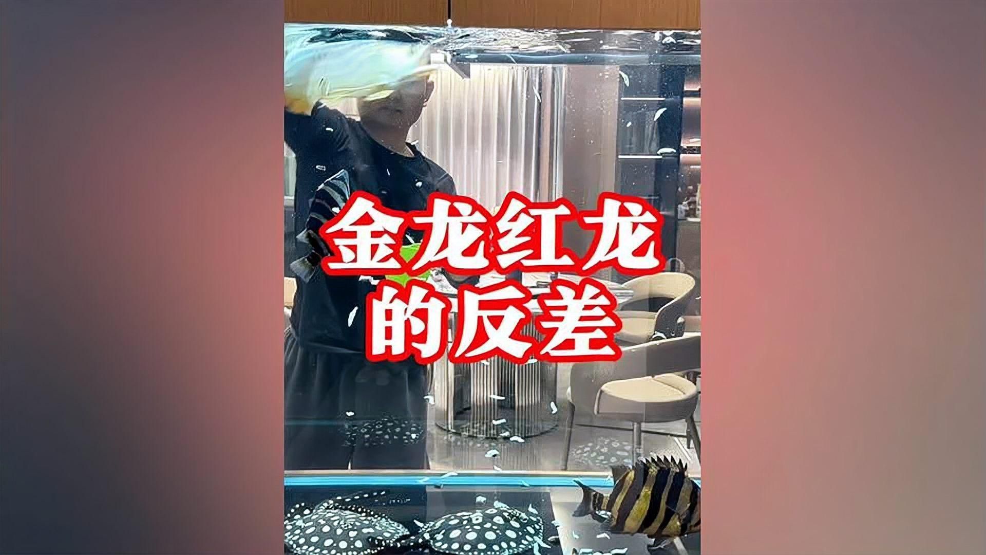 金龍魚(yú)飼養(yǎng)中如何換水，金龍魚(yú)飼養(yǎng)中如何換水,金龍魚(yú)換水是維持其健康生長(zhǎng)的關(guān)鍵環(huán)節(jié)