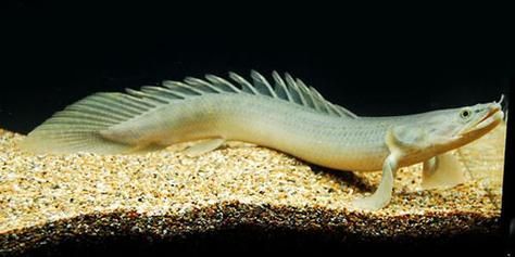 恐龍王魚,“恐龍王魚”并非一個標準的生物學或古生物學分類名稱 龍魚百科 第4張 恐龍王魚,“恐龍王魚”并非一個標準的生物學或古生物學分類名稱 恐龍王魚,“恐龍王魚”并非一個標準的生物學或古生物學分類名稱 龍魚百科 第4張