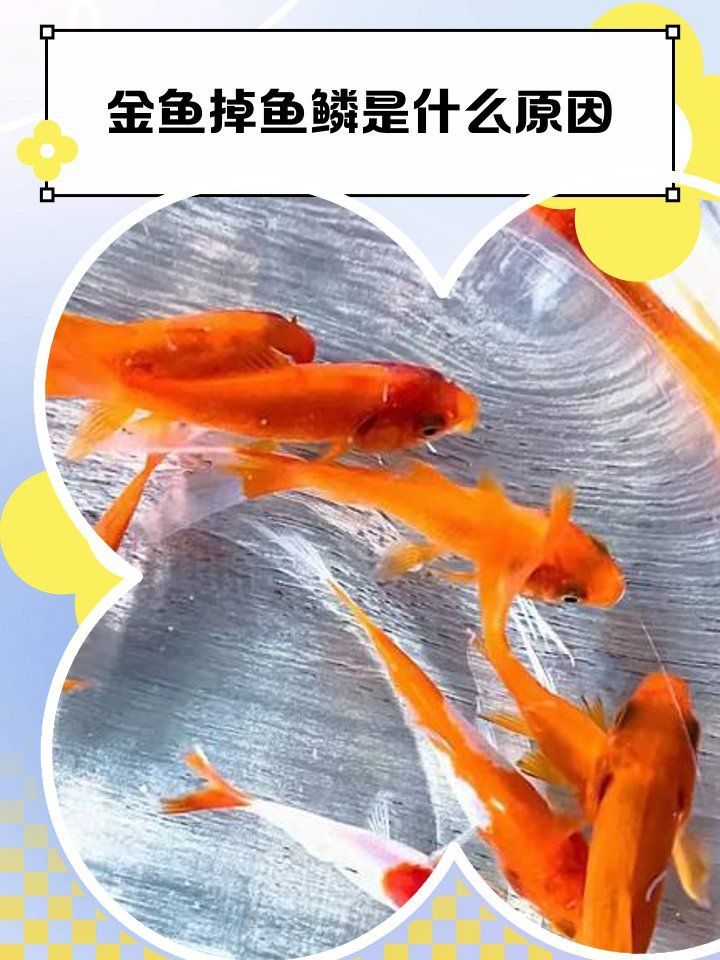 如何判斷金魚魚鱗是否脫落，如何判斷金魚魚鱗是否脫落調(diào)用工具arxiv論文助手 如何判斷金魚魚鱗是否脫落，如何判斷金魚魚鱗是否脫落調(diào)用工具arxiv論文助手 龍魚百科 第7張
