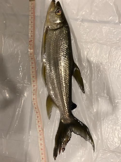 如何飼養(yǎng)白金猛魚？，如何飼養(yǎng)白金猛魚