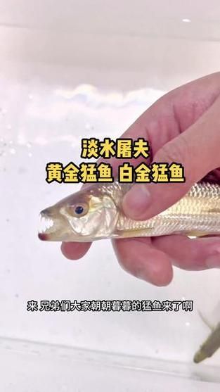 如何飼養(yǎng)白金猛魚？，如何飼養(yǎng)白金猛魚