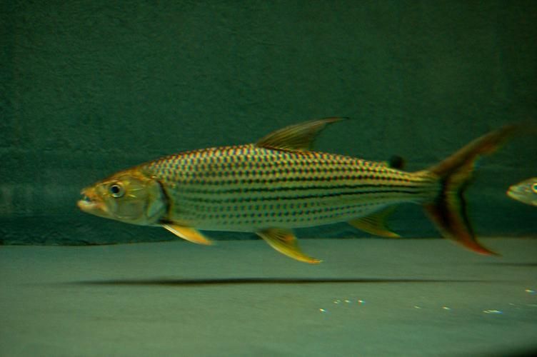 如何飼養(yǎng)白金猛魚？，如何飼養(yǎng)白金猛魚
