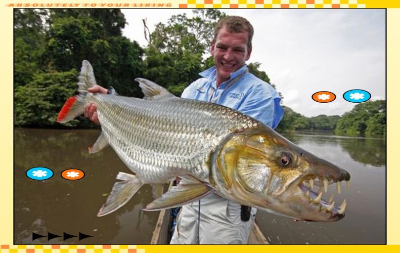 如何飼養(yǎng)白金猛魚？，如何飼養(yǎng)白金猛魚