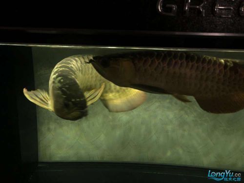 給我推薦幾款適合過背金龍的魚缸,過背金龍魚缸怎么選 龍魚百科 第10張 給我推薦幾款適合過背金龍的魚缸,過背金龍魚缸怎么選 給我推薦幾款適合過背金龍的魚缸,過背金龍魚缸怎么選 龍魚百科 第10張