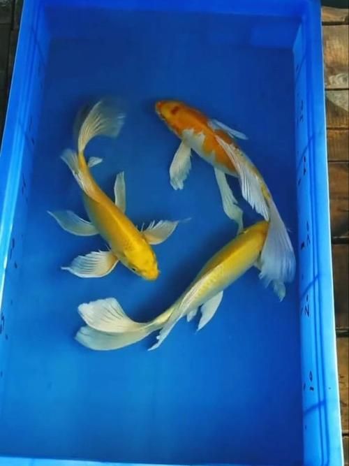 龍鳳魚的價格是多少，龍鳳錦鯉魚價格是多少龍鳳錦鯉魚的價格是多少