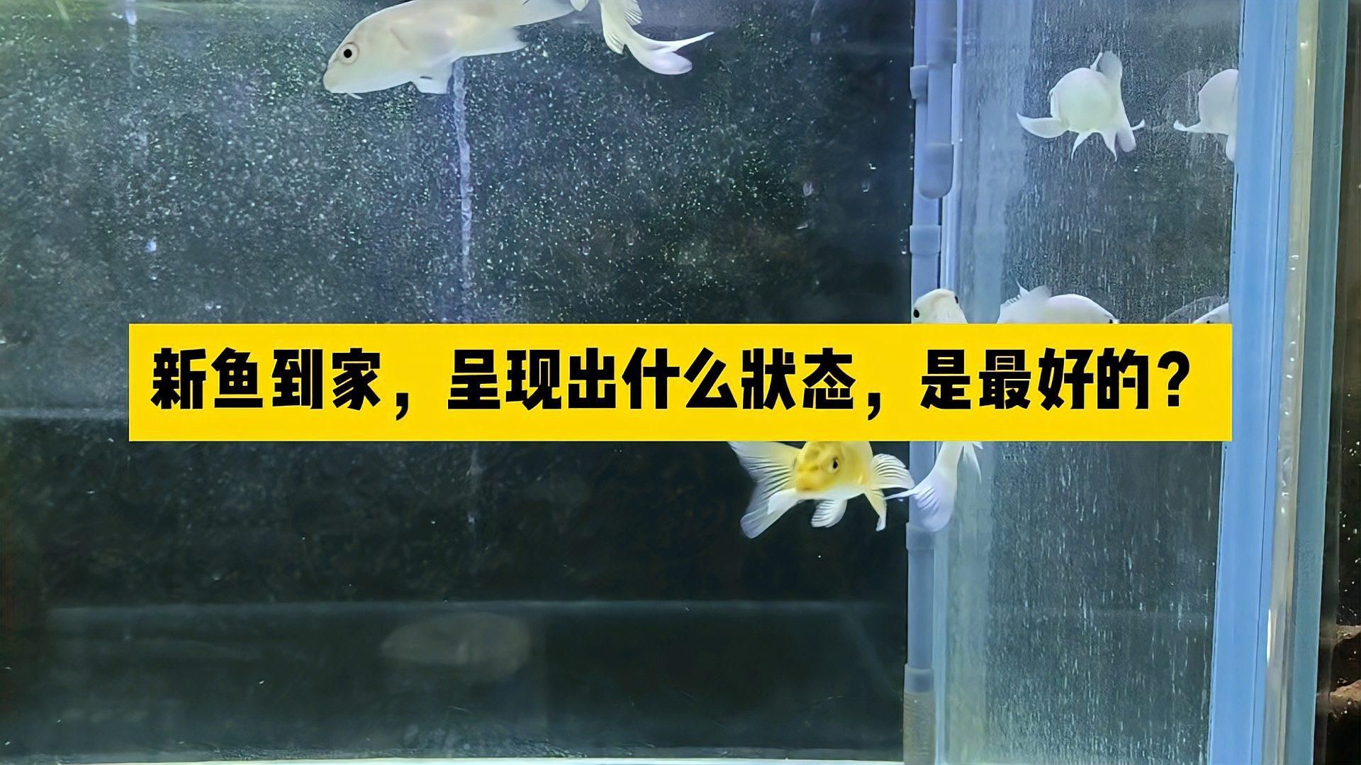 如何判斷魚(yú)是否恢復(fù)健康，判斷魚(yú)是否恢復(fù)健康是養(yǎng)魚(yú)愛(ài)好者和水族館工作人員經(jīng)常面臨的一個(gè)挑戰(zhàn) 如何判斷魚(yú)是否恢復(fù)健康，判斷魚(yú)是否恢復(fù)健康是養(yǎng)魚(yú)愛(ài)好者和水族館工作人員經(jīng)常面臨的一個(gè)挑戰(zhàn) 龍魚(yú)百科
