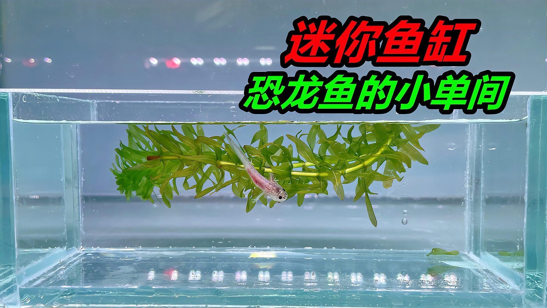 如何預防恐龍魚腹水 如何預防恐龍魚腹水 龍魚百科 第5張