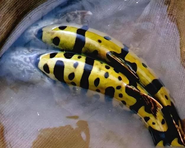 如何判斷虎斑恐龍魚的健康狀況？，虎斑恐龍魚（pangasianodonhypophthalmus）健康狀況 如何判斷虎斑恐龍魚的健康狀況？，虎斑恐龍魚（pangasianodonhypophthalmus）健康狀況 龍魚百科 第3張