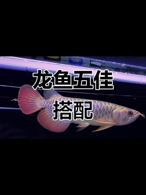 貴陽龍魚繁殖需要注意什么？，貴陽龍魚的繁殖技術 貴陽龍魚繁殖需要注意什么？，貴陽龍魚的繁殖技術 龍魚百科 第3張