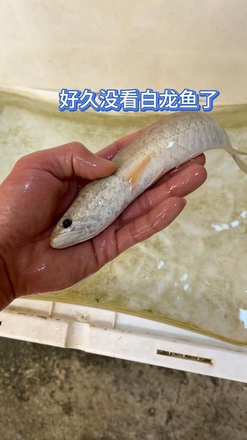 紅龍魚、金龍魚、白龍魚哪個最稀有？，紅龍魚、金龍魚、白龍魚、金龍魚、白龍魚的區(qū)別