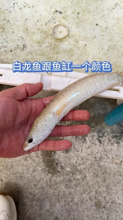 紅龍魚、金龍魚、白龍魚哪個最稀有？，紅龍魚、金龍魚、白龍魚、金龍魚、白龍魚的區(qū)別