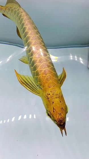 金龍魚哪個等級最珍貴,殼殼物語,金龍魚價格揭秘! 龍魚百科 第4張 金龍魚哪個等級最珍貴,殼殼物語,金龍魚價格揭秘! 金龍魚哪個等級最珍貴,殼殼物語,金龍魚價格揭秘! 龍魚百科 第4張
