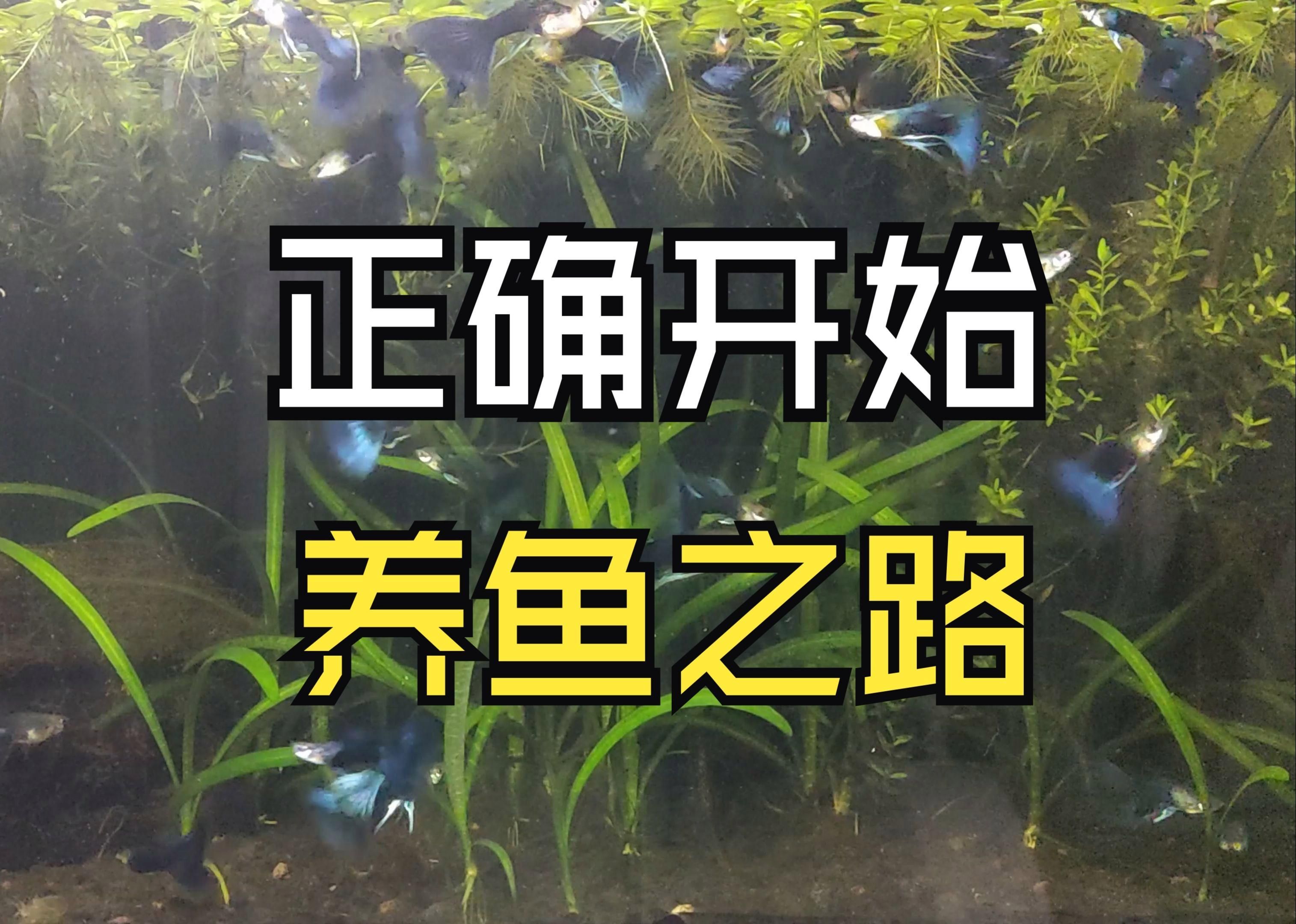 有哪些適合新手的小型觀賞魚？，小型觀賞魚的選擇
