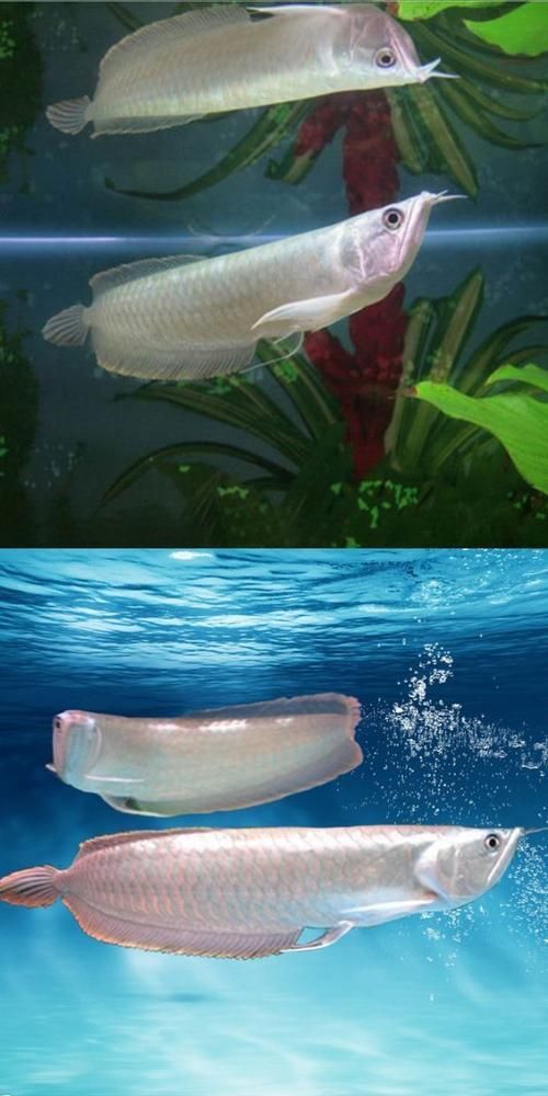 如何挑選一只健康的銀龍魚？，如何挑選一只健康的銀龍魚 如何挑選一只健康的銀龍魚？，如何挑選一只健康的銀龍魚 龍魚百科 第4張