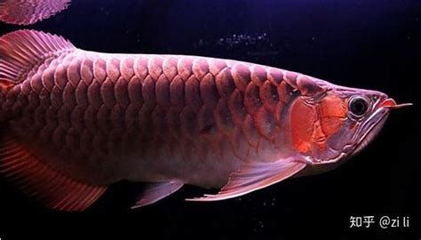 紅龍魚鰓蓋撞掉色最怕三個地方，紅龍魚鰓蓋撞掉色最怕三個地方,核心警示：紅龍魚的發色