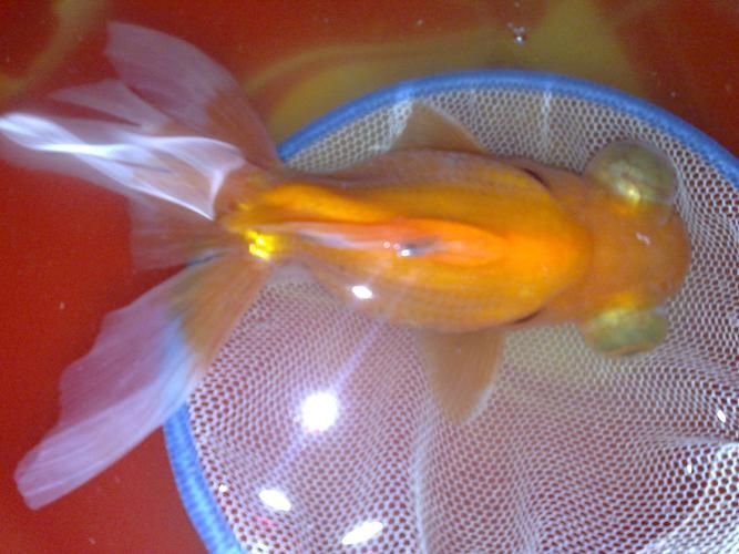 魚真菌感染多久能治愈，中草藥真菌感染的治愈時間 魚真菌感染多久能治愈，中草藥真菌感染的治愈時間 龍魚百科 第6張