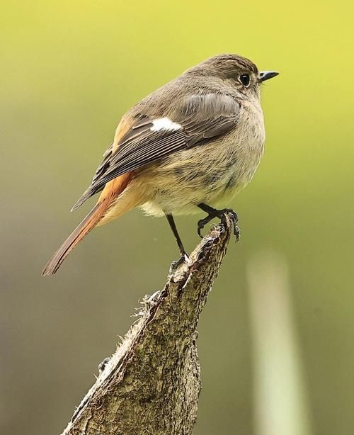 平頭和金冠哪個更稀有，“平頭”和“金冠”哪個更稀有？ 平頭和金冠哪個更稀有，“平頭”和“金冠”哪個更稀有？ 龍魚百科 第5張
