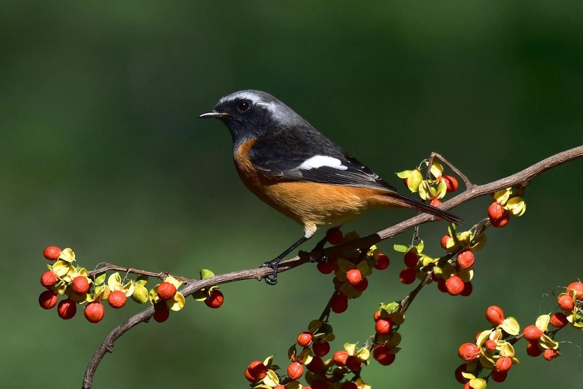 平頭和金冠哪個更稀有，“平頭”和“金冠”哪個更稀有？ 平頭和金冠哪個更稀有，“平頭”和“金冠”哪個更稀有？ 龍魚百科 第6張