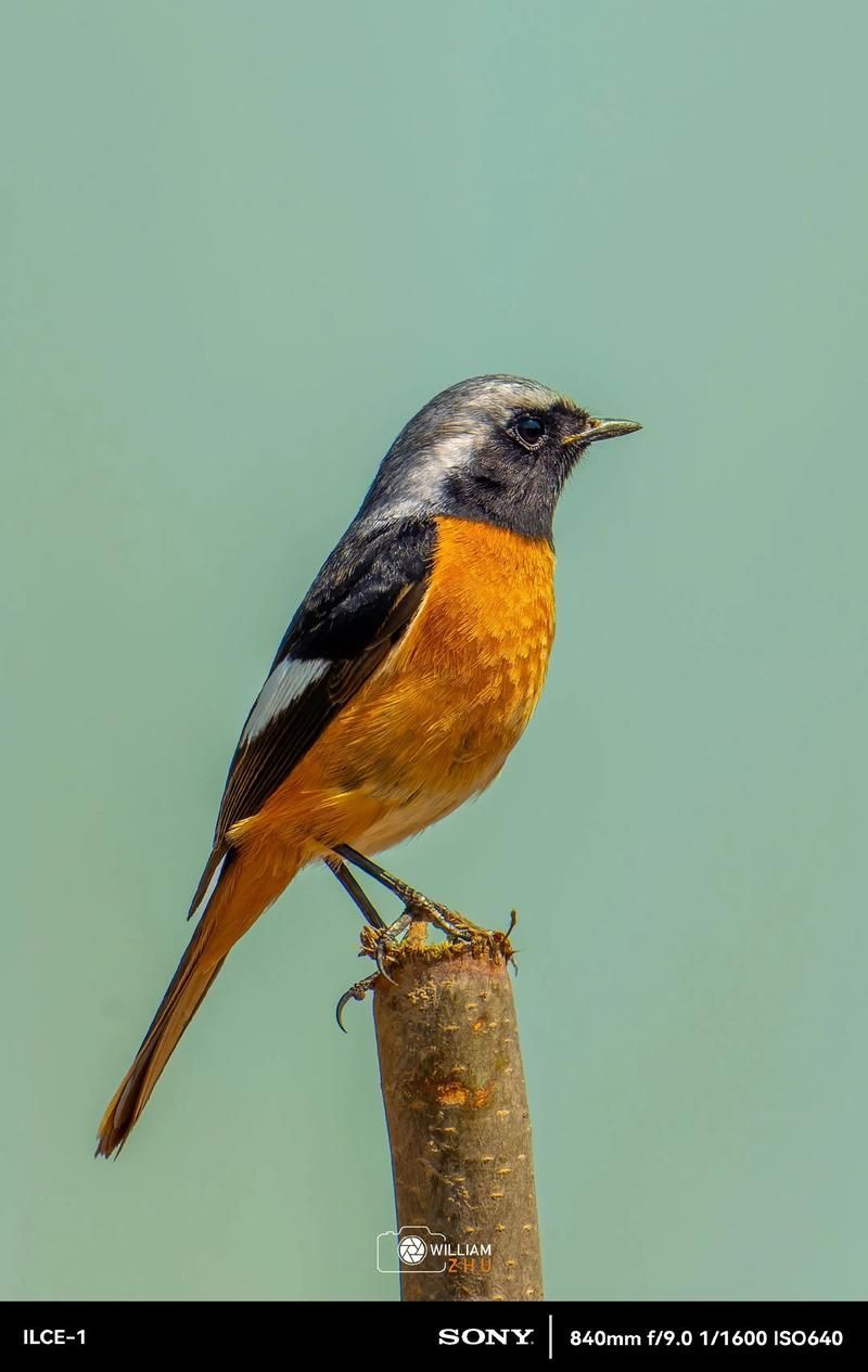 平頭和金冠哪個更稀有，“平頭”和“金冠”哪個更稀有？ 平頭和金冠哪個更稀有，“平頭”和“金冠”哪個更稀有？ 龍魚百科 第1張