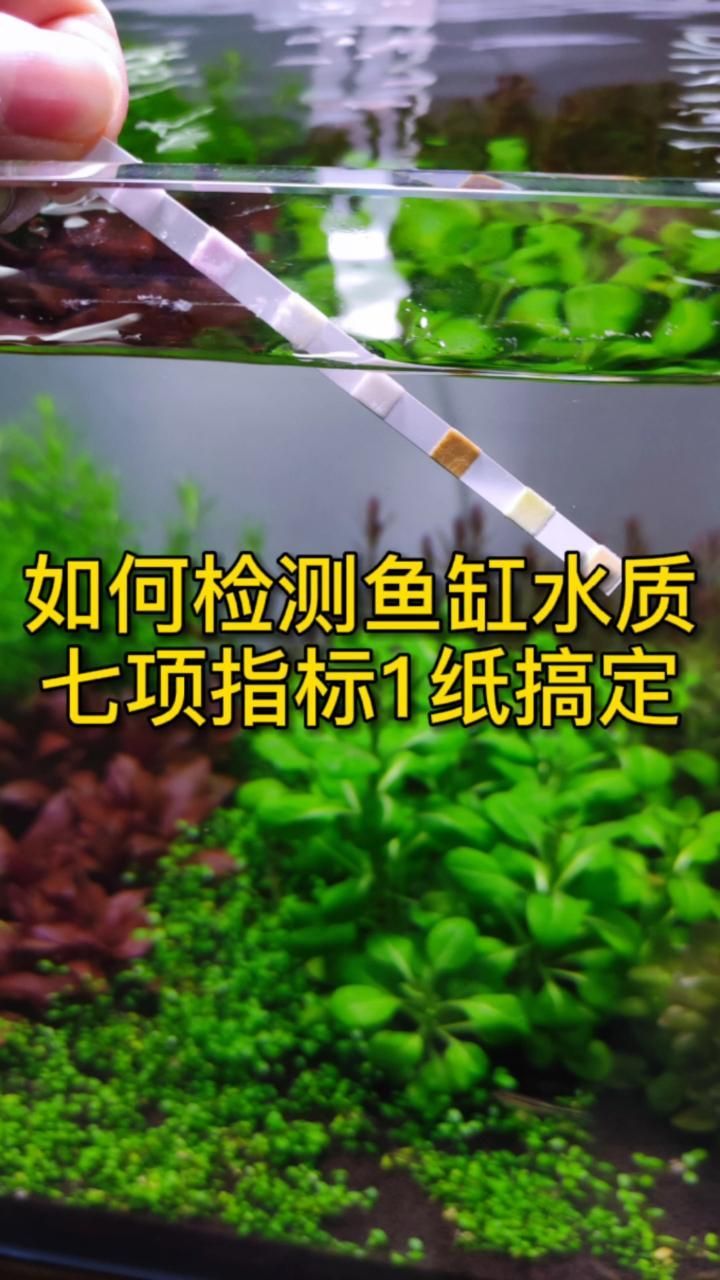水族問答，“水族問答”是什么？ 水族問答，“水族問答”是什么？ 龍魚百科 第7張